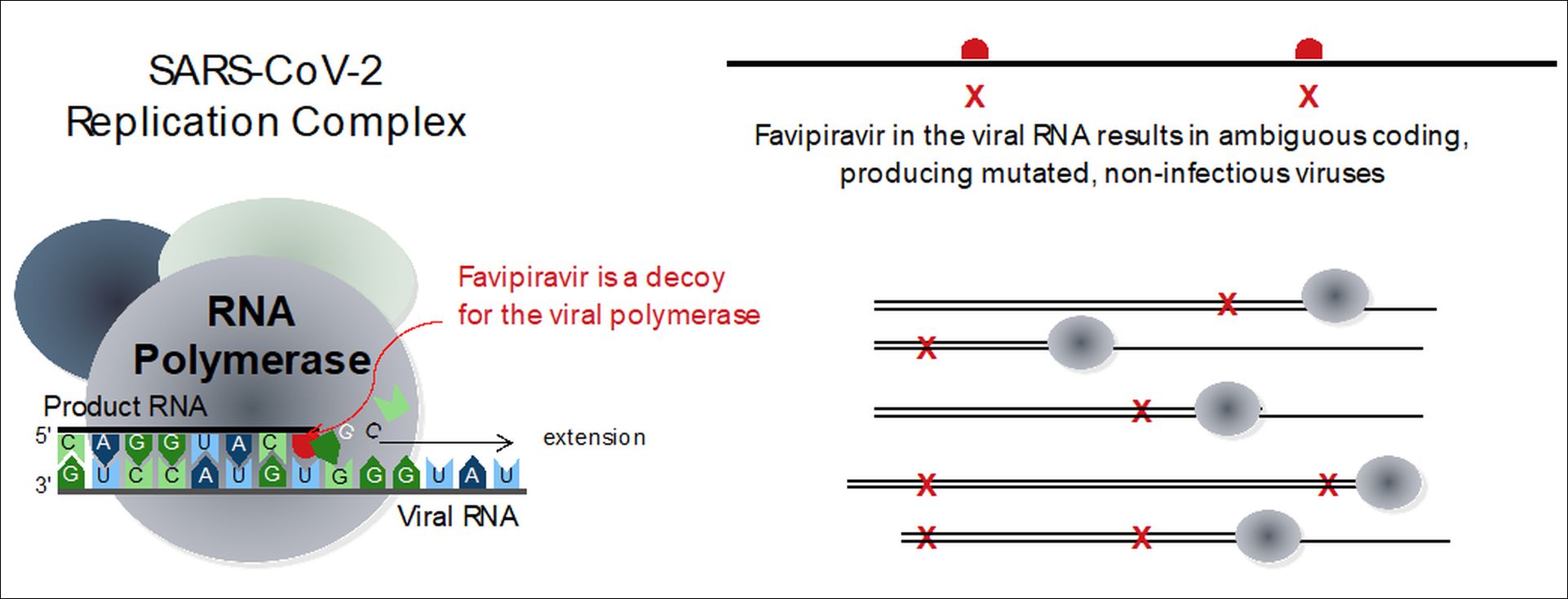 Antiviral drug, Favipiravir, could kill SARSCoV2 viral genome
