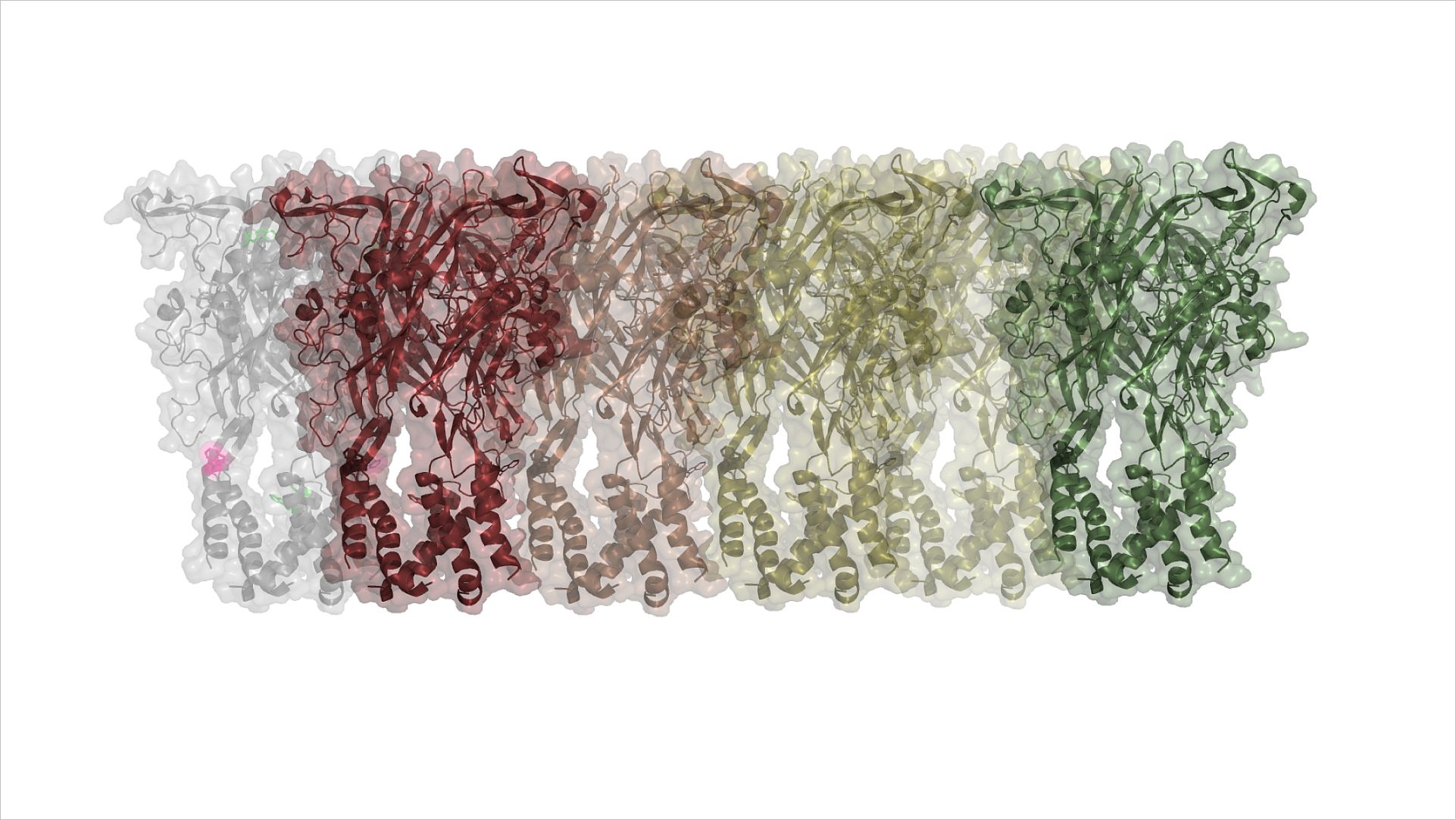 membrane stability index protocol